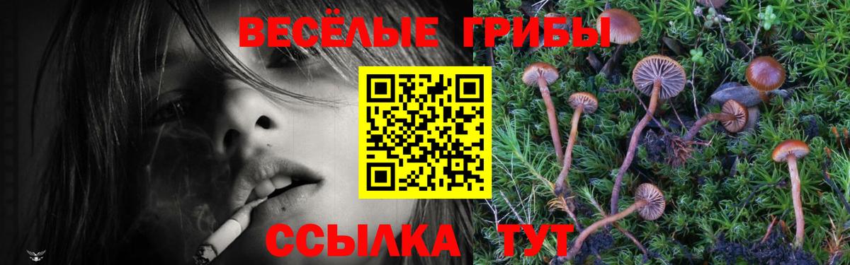 Псилоцибиновые грибы Psilocybe  Вход с VPN  Нижний Тагил 
